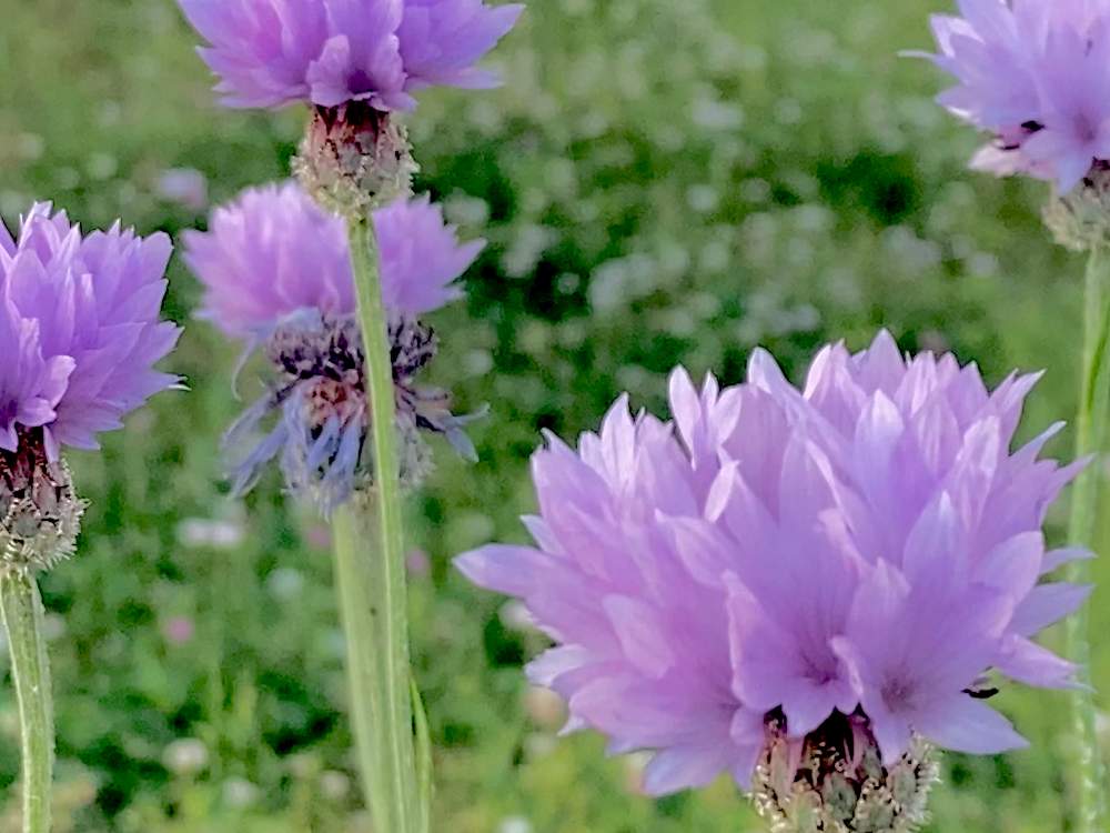 可憐な花の投稿画像 By ヒーちゃんさん 矢車菊 と誕生花と花言葉とむらさきのはなと今日はなんの日と赤ちゃん 月5月27日 Greensnap グリーンスナップ