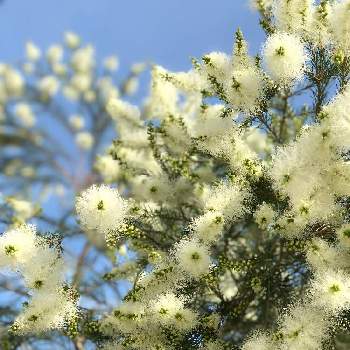 メラレウカ メディカルティーツリーの投稿画像一覧 Greensnap グリーンスナップ