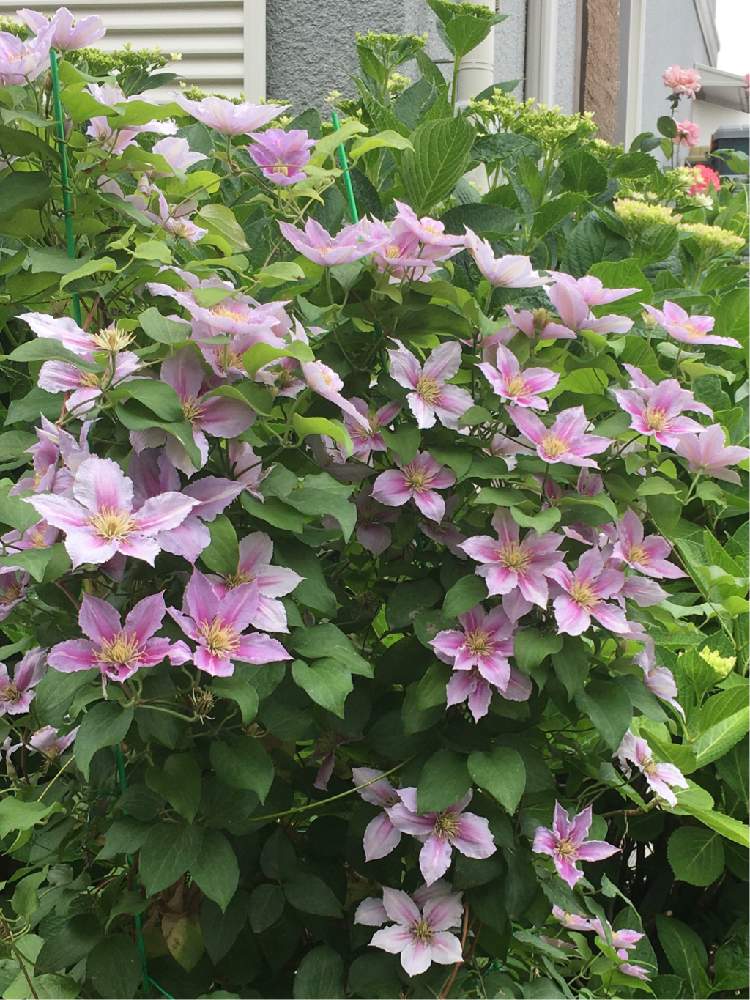 クレマチスの投稿画像 By Manabeさん テッセンと買い物帰りとうすピンク色 月5月27日 Greensnap グリーンスナップ