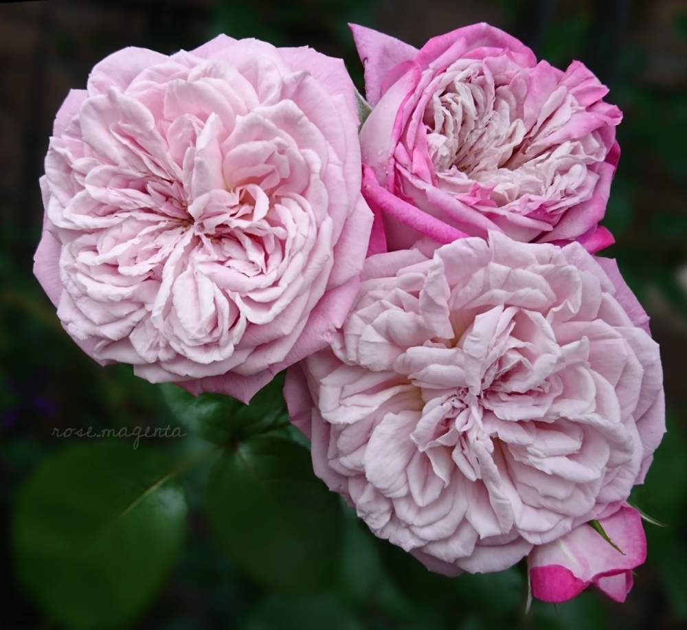 バラ パリスの投稿画像 By Rose Magentaさん お気に入り とバラのある暮らしとナチュラルガーデンとおうち園芸とバラ 鉢植えと おうち園芸 フォトコンテストと花のある暮らしとロサオリエンティスといやされると薔薇 とバラ ミニバラとロザリアンとバラを楽しむと