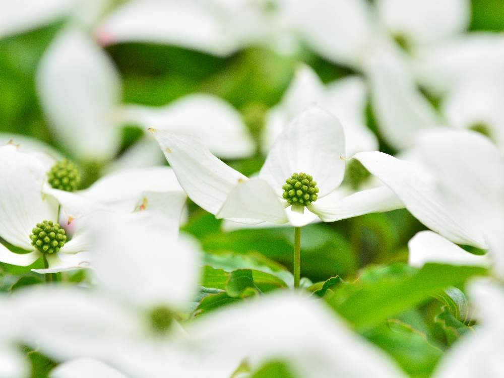 ヤマボウシの投稿画像 By ヒマワリさん 初夏と木の花が好きと植物のある暮らしと野の花が好きと今日の花写真と癒しと清楚と白い花と花が好き 月5月27日 Greensnap グリーンスナップ