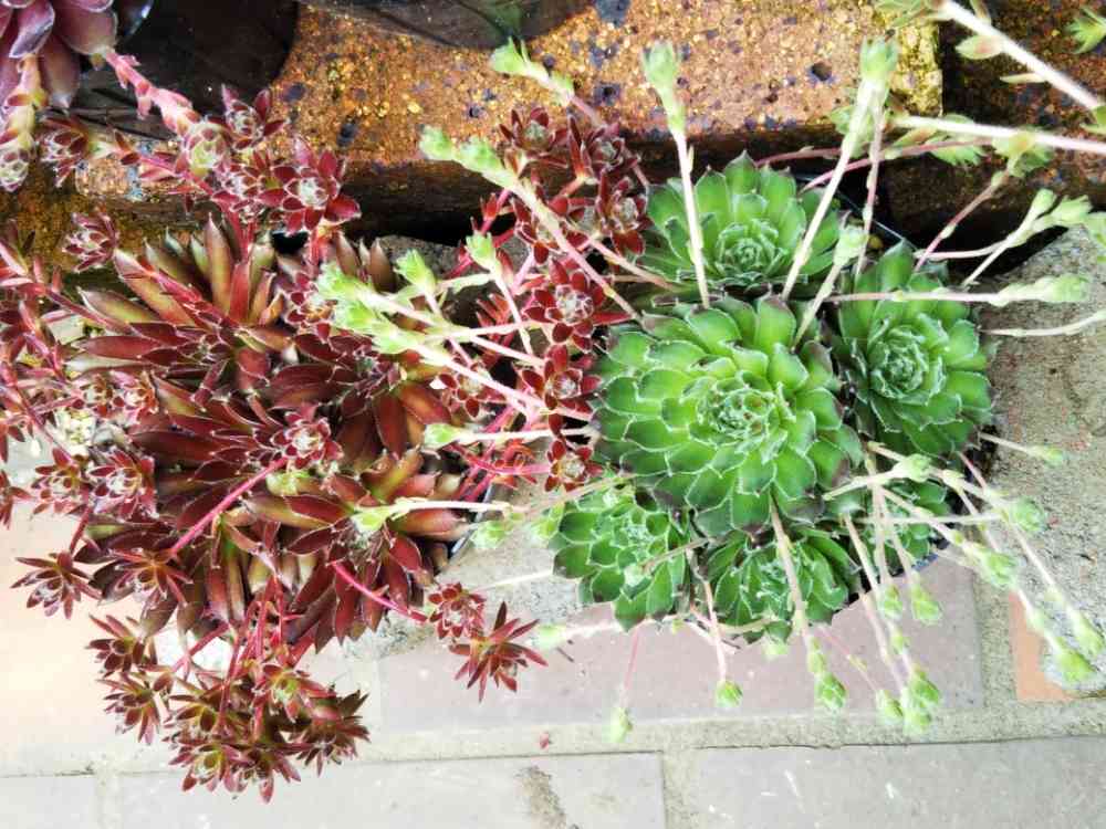 センペル フォークルネッティの一覧｜🍀GreenSnap（グリーンスナップ）