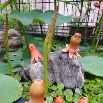 たこさんウインナー の投稿画像一覧 Greensnap グリーンスナップ