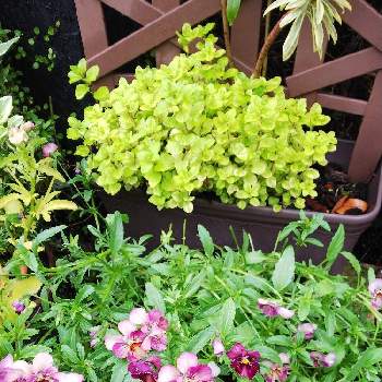 オレガノマルゲリータの画像 by クッキーさん | 小さな庭とビオラ♡と寄せ植えだいすき❤︎と小さな花壇とオレガノマルゲリータとおうち園芸と花のある暮らしと小さなお庭と可愛いね♡
