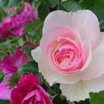ﾊﾞﾗの庭の画像 by あきこさん | 小さな庭とバーガンディーアイスバーグとアミロマンティカとﾊﾞﾗの庭とばら バラ 薔薇と薔薇愛同盟と薔薇に魅せられてとつるバラとナチュラルガーデンと花のある暮らしと薔薇♪とロザリアン