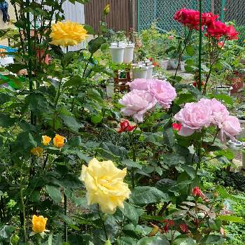 バラ マルコ ポーロの画像 by エロ爺さん | 小さな庭とブルームーンとラブとゴールデンシャトーとバラ マルコ ポーロと花のある暮らし