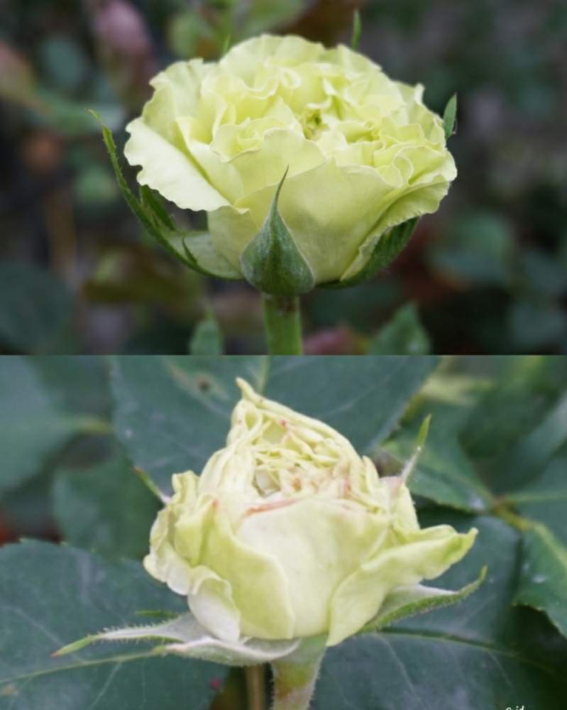 バラ スーパーグリーンの投稿画像 By Mr Stoneさん バラ ラ テール ヴェールと四季咲きと春バラと緑バラと水曜ローズショー 月5月27日 Greensnap グリーンスナップ