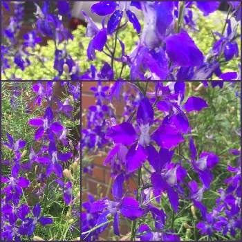 五月の花の画像 by サッチンさん | デルフィニウム(千鳥草)と紫色の花とウォーキング中とむらさきのはなと五月の花と デルフィニウム