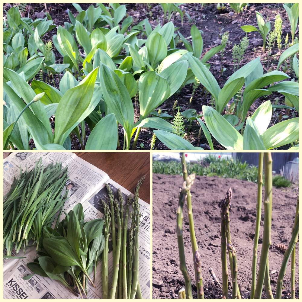 アイヌネギ 行者ニンニク の投稿画像 By まなさん おうちde菜園と野菜栽培と季節感と実家の畑と春の山菜と北海道と勝手に生えたと勝手に育つと春の味覚 山の恵みと春の恵み 月5月27日 Greensnap グリーンスナップ