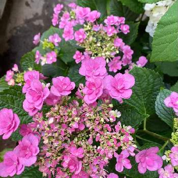 紫陽花 ポンポンハートの投稿画像一覧 Greensnap グリーンスナップ