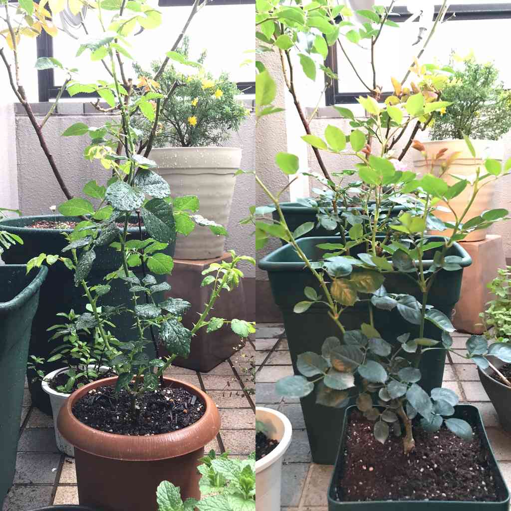 バラの新苗成長記録⭐️2020年5月8日〜｜🍀GreenSnap（グリーンスナップ）