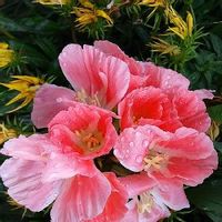 ゴデチアの育て方 種まき時期はいつ 花言葉に込められた意味とは Greensnap グリーンスナップ ゴデチアの育て方 種まき時期はいつ 花言葉に込められた意味とは Greensnap グリーンスナップ