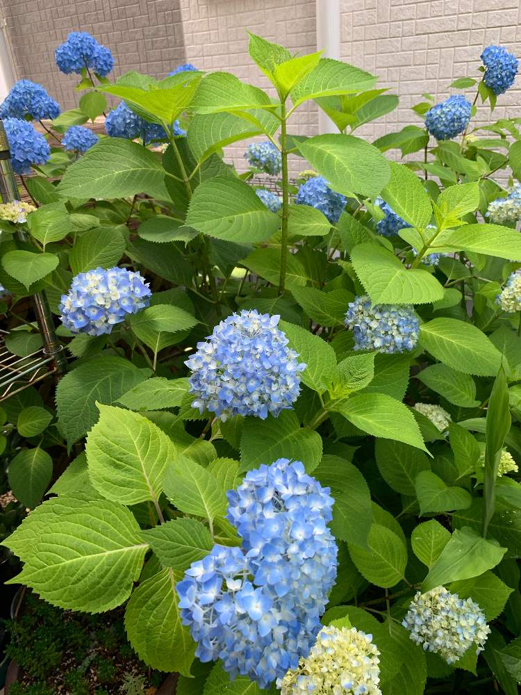 四季咲きアジサイ 霧島の恵の投稿画像 By Hisaeさん 紫陽花 アジサイ あじさいと花のある暮らしと加工なしとつゆの花壇 月5月27日 Greensnap グリーンスナップ