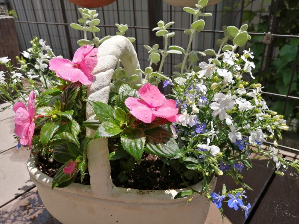 ロベリアの投稿画像 By じーこさん バロータとニューギニアインパチェンスとみどりのある暮らしと観葉植物とお気に入りと寄せ植えと植え替えとおうち園芸と おうち園芸 フォトコンテストと新入りさんと花のある暮らしとかわいい 月5月27日 Greensnap