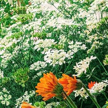 オルレア♪の画像 by なおちゃんさん | 小さな庭と癒やしとガーベラの花とおうち園芸と初夏に涼しげとオルレア♪と小花とガーデニングと花のある暮らしとかわいい