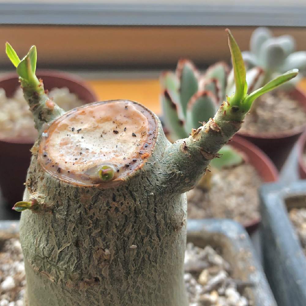 アデニウムの投稿画像 By ゆみこさん 多肉植物とアデニウム属とキョウチクトウ科と観葉植物と剪定とコーデックスと植え替えとおうち園芸と胴切りと おうち園芸 フォトコンテストと塊根植物とかわいいと植物を愛でる 月5月27日 Greensnap グリーンスナップ