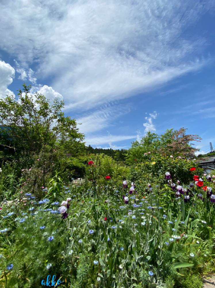 ニゲラ青の投稿画像 By ひみつのアッコちゃんさん 我が家の花畑と可愛い花と美しい花と美しい花園と花のある暮らし 月5月27日 Greensnap グリーンスナップ