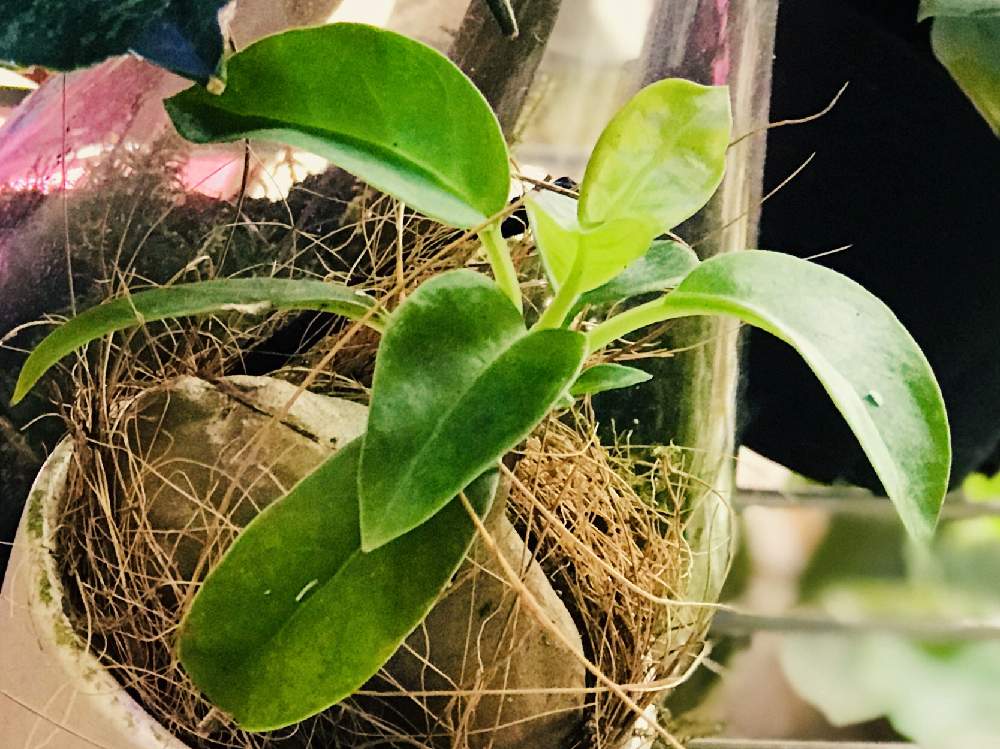 ミルメコディア チューベローサの投稿画像 By Go Yaチャンプルン さん 観葉植物と室内温室とアリ植物とおうち園芸とリビングジャングル化と おうち園芸 フォトコンテストと60cmケージとメキシカンプランツとビザールプランツ 月5月27日 Greensnap