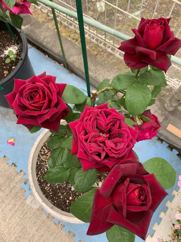 バラの投稿画像 By ミキさん バラ オクラホマと今が旬と咲きはじめましたとばら バラ 薔薇と今日の１枚とガーデニングと花のある暮らし 月5月27日 Greensnap グリーンスナップ