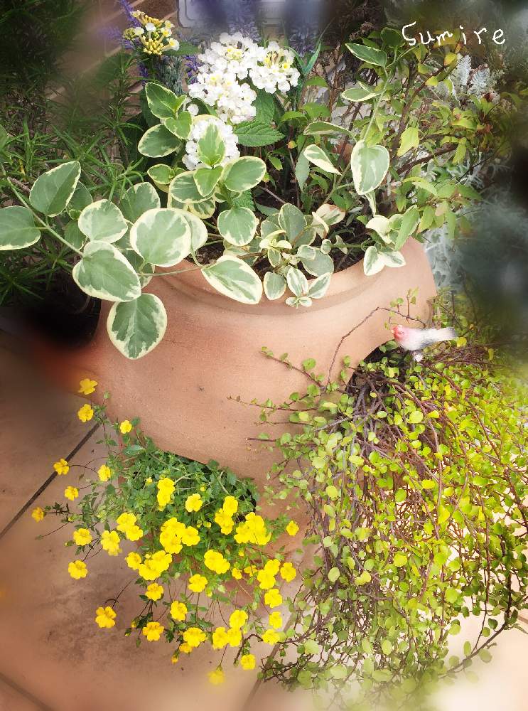 ランタナの投稿画像 By Smileさん ワイヤープランツとメカルドニア ゴールドダストといちごポットの寄せ植えとツルニチニチソウ 班入りと玄関と白いランタナと ランタナと ワイヤープランツとメカルドニア ゴールドダストといちごポットの寄せ植えとツルニチニチソウ