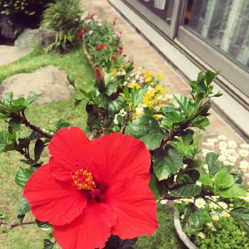 プライベートサロンの画像 by e-sakuraさん | 広い庭とハイビスカスと花のある暮らしとプライベートサロンとエステティックサロン