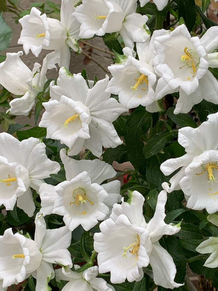 カンパニュラの投稿画像 By Poochanさん 白い花 月5月27日 Greensnap グリーンスナップ