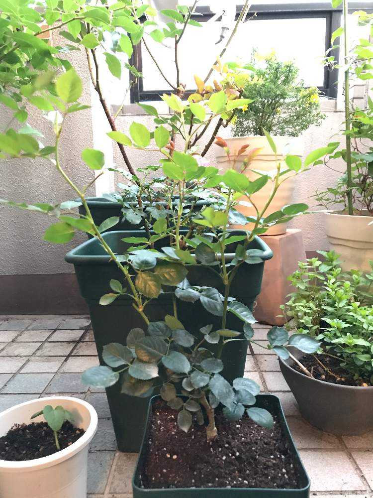 バラの新苗成長記録 年５月8日 Greensnap グリーンスナップ