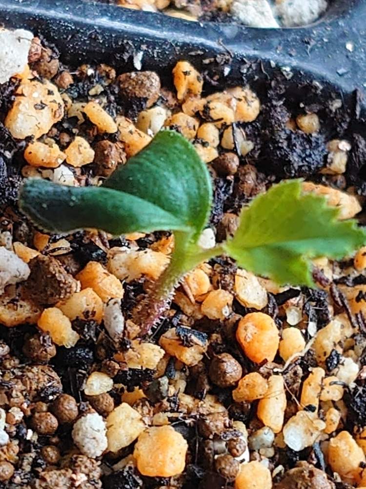 バラの実生 Greensnap グリーンスナップ