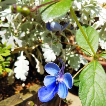 クレロデンドロム .ブルーウイングの画像 by Ajisaiさん | 小さな庭と花のある暮らしとクレロデンドロム .ブルーウイングとおうち園芸