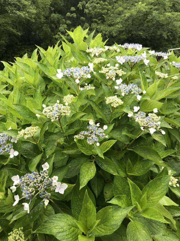 池田池公園の投稿画像 By 美嶺さん 月5月27日 Greensnap グリーンスナップ