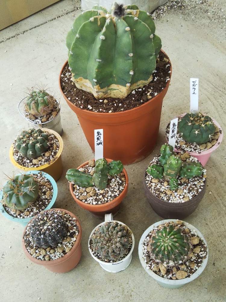 サボテン短毛丸の投稿画像 By Yumichikeaiさん 緋花玉 とエキノプシス属とサボテン 新天地と竜頭 たつがしら と鬼見城 とゼガラエと勇将丸 月5月27日 Greensnap グリーンスナップ