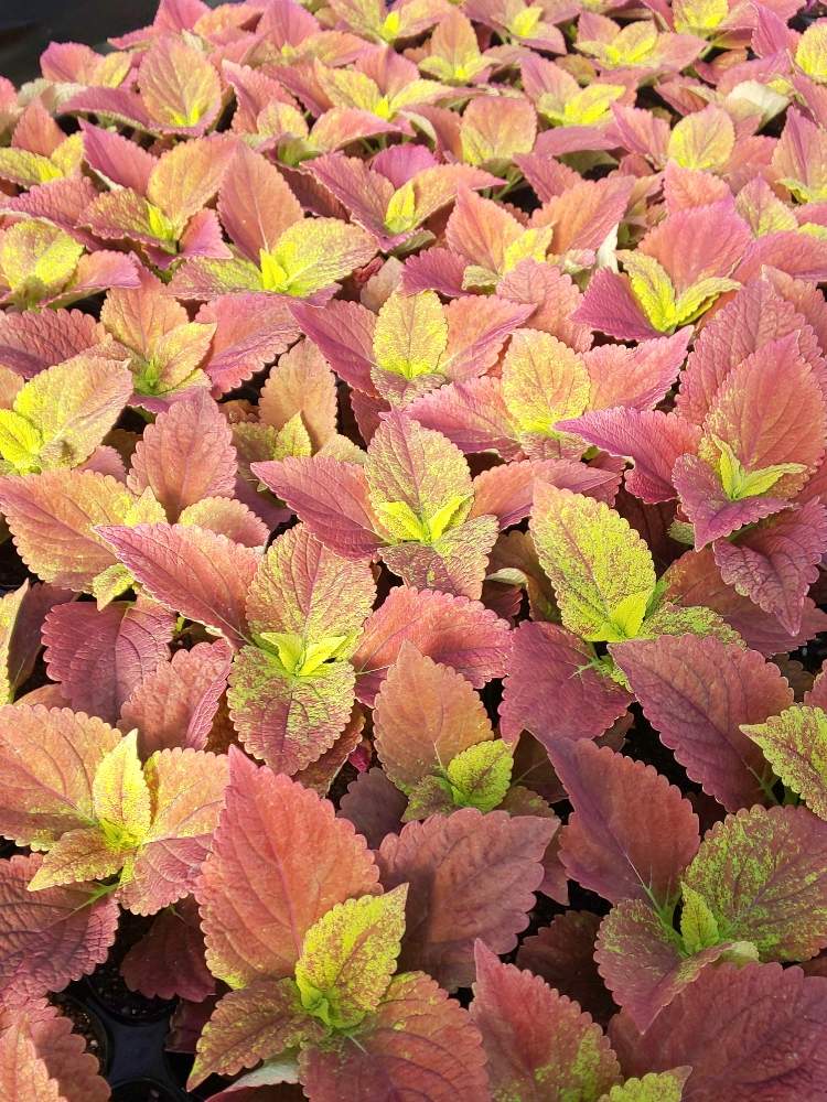 アメジストの投稿画像 By 黒まりもの幸せ花壇さん 月5月27日 Greensnap グリーンスナップ