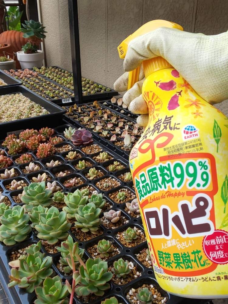 多肉葉挿しの投稿画像 By たっちんさん 多肉植物とフォトモニターと多肉のある暮らしとおうち園芸と おうち園芸 フォトコンテストと多肉ラボ C とアースガーデン ロハピと花のある暮らし 月5月27日 Greensnap グリーンスナップ