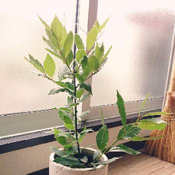 ローレルの投稿画像一覧 Greensnap グリーンスナップ