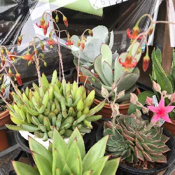 コチレドンオルビキュラータの投稿画像一覧 Greensnap グリーンスナップ