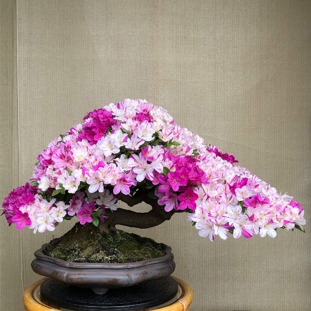 皐月 さつき の投稿画像 By Ryo Ggさん サツキ と盆栽とサツキの花とサツキ盆栽 月5月27日 Greensnap グリーンスナップ