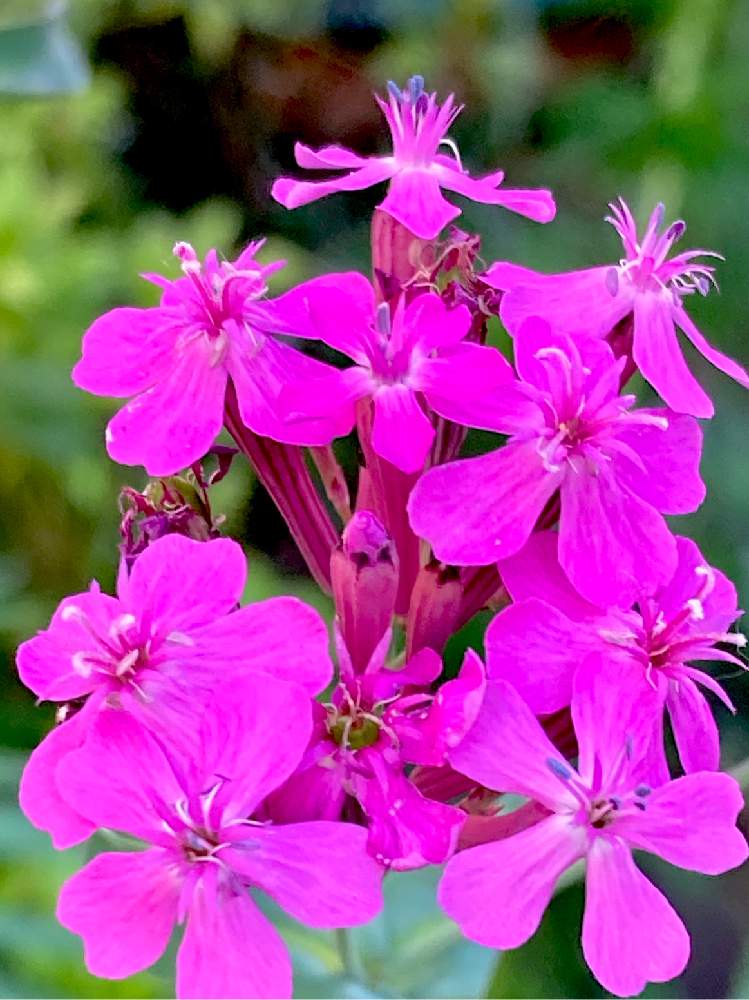 お出かけ先の投稿画像 By ヒーちゃんさん 花言葉とピンクの花とナデシコ科と可憐な花と花言葉とピンクの花とナデシコ科と可憐な花 月5月27日 Greensnap グリーンスナップ Greensnap グリーンスナップ お出かけ先の投稿画像 By ヒーちゃんさん 花言葉とピンクの花とナデシコ科と可憐な花と花言葉とピンクの花とナデシコ科と可憐な花 月5月27日 Greensnap グリーンスナップ Greensnap グリーンスナップ