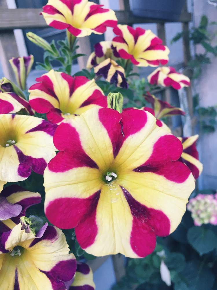 お出かけ先の投稿画像 By こうし丸さん 月5月27日 Greensnap グリーンスナップ