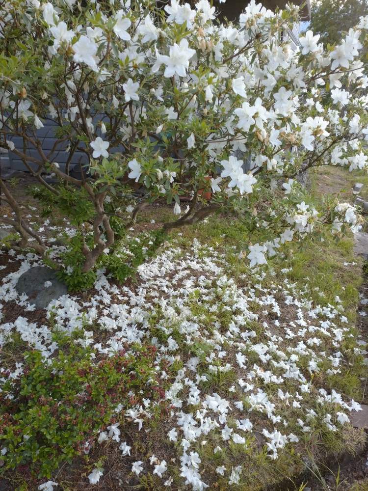 ツツジ Or さつきの投稿画像 By ゆうさんさん 小さな庭と咲く花散る花と咲く花散る花 月5月27日 Greensnap グリーンスナップ Greensnap グリーンスナップ