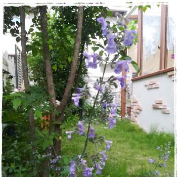 キャットミント ウォーカーズローの画像 by ✿yuri✿さん | 小さな庭とキャットミント ウォーカーズローとバラ好きさんと繋がりたいとおうち園芸とおうちdeハーブ
