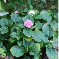 アジサイの画像