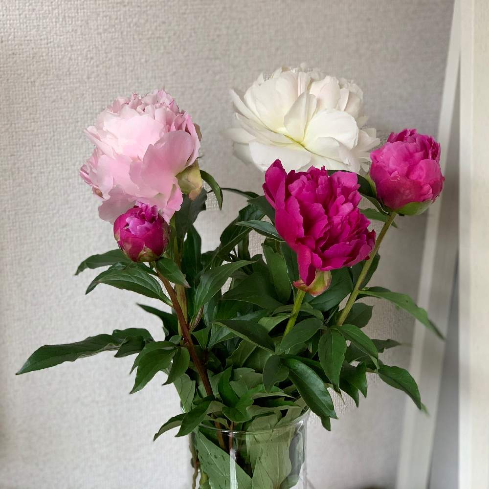 切り花の投稿画像 By Kedama Knit Catさん いい香りと旬の花とおうち時間とピンクとしゃくやく 芍薬 と部屋と切り花といい香りと旬の花とおうち時間とピンク 月5月27日 Greensnap グリーンスナップ Greensnap グリーンスナップ