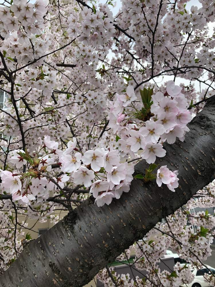 北海道に咲く春の花 Greensnap グリーンスナップ