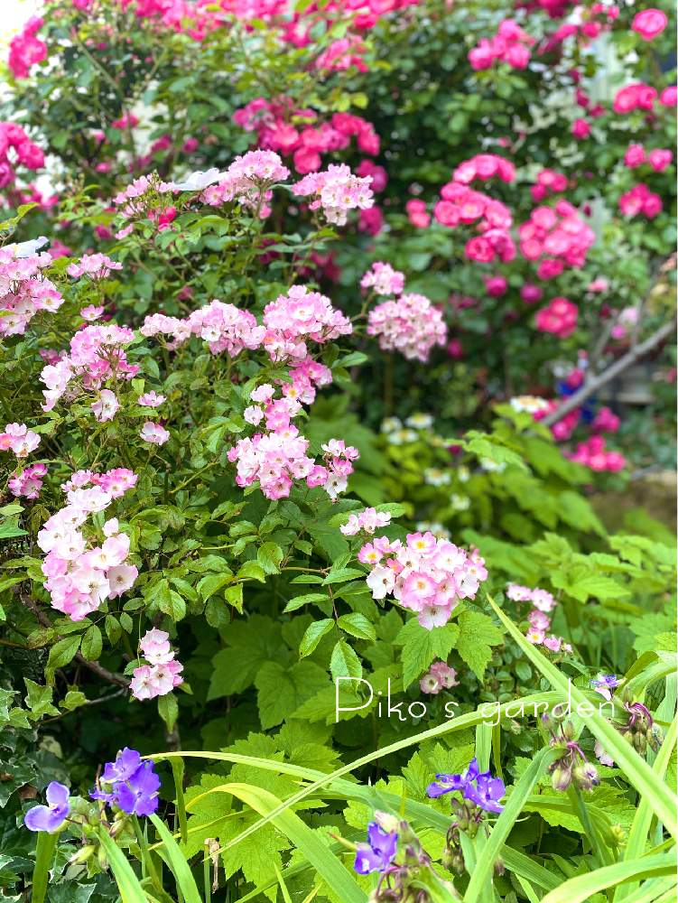 バラ アンジェラの投稿画像 By ピコさん 薔薇 バレリーナとむらさきつゆくさと薔薇 とピンクの花とおうち時間とお庭のお花とgs映えと美しい とおうち園芸と おうち園芸 フォトコンテストと元気もらえるとむらさきの花と花のある暮らしといやされるとかわいい