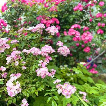 薔薇 バレリーナの投稿画像一覧 Greensnap グリーンスナップ