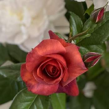 心を癒す花♡の画像 by ちきさん | エントランスと名前を教えて！と美しい薔薇と華やぐ空間と心を癒す花♡と水曜ローズショー