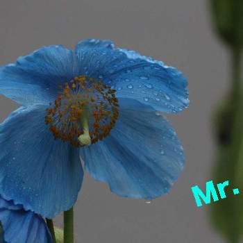 珍しい青い花見つけたの投稿画像一覧 Greensnap グリーンスナップ