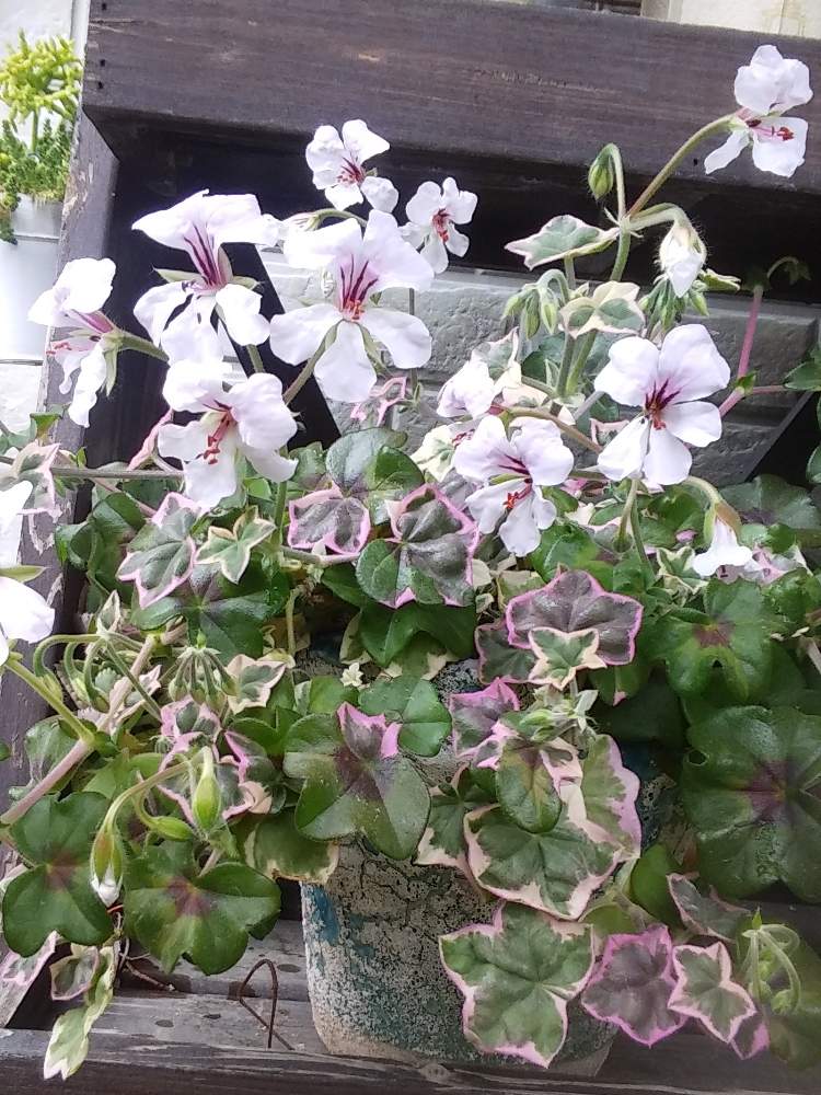 直売特注 アイビーゼラニューム エレガンテ 花苗 dc6 激安 アウトレット Pn Batam Go Id