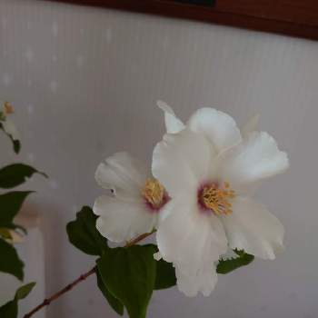 セイヨウバイカウツギ ベルエトワールの一覧 Greensnap グリーンスナップ セイヨウバイカウツギ ベルエトワールの一覧 Greensnap グリーンスナップ