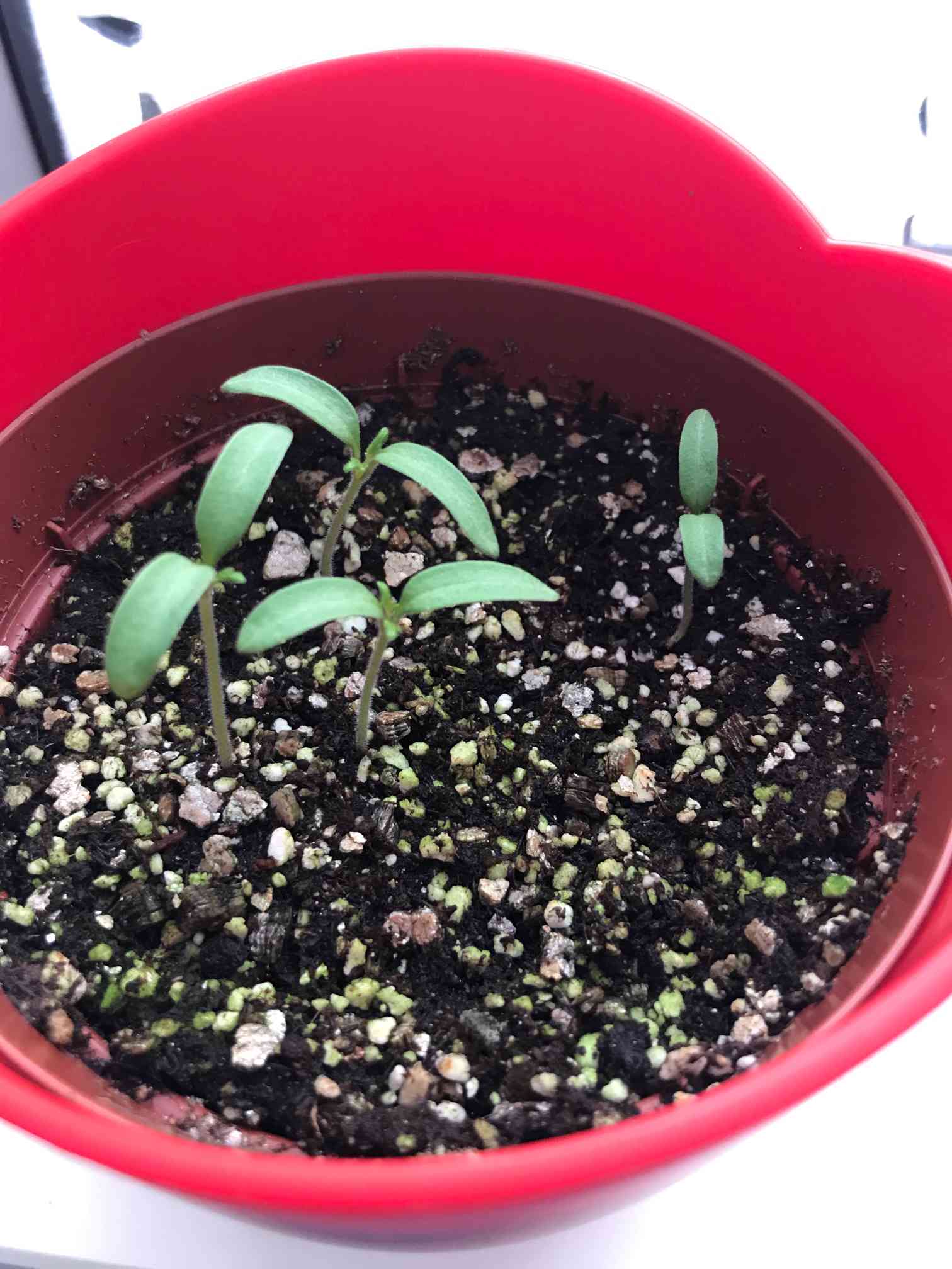 ハートマト🍅成長記録｜🍀GreenSnap（グリーンスナップ）